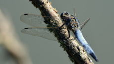 Blaugrüne Mosaikjungfer (8).jpg